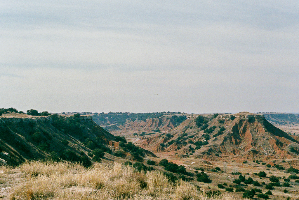 A bird flying overhead