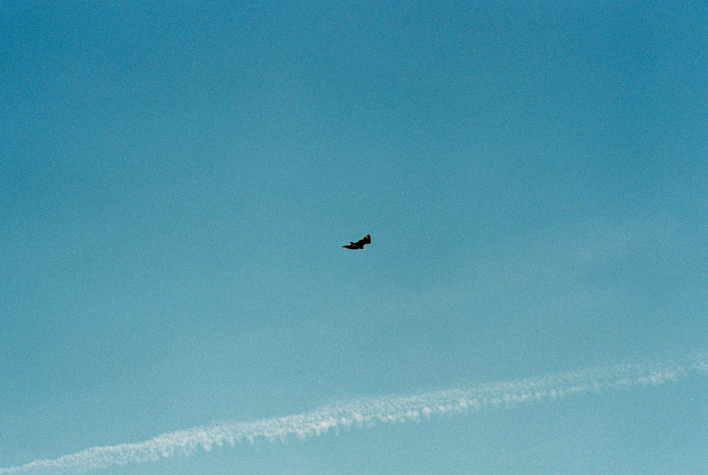 A bird flying overhead