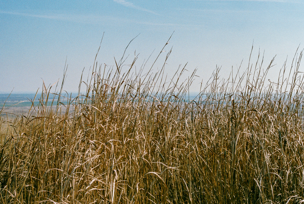 Tall grass on the top of Cathedral Mountain